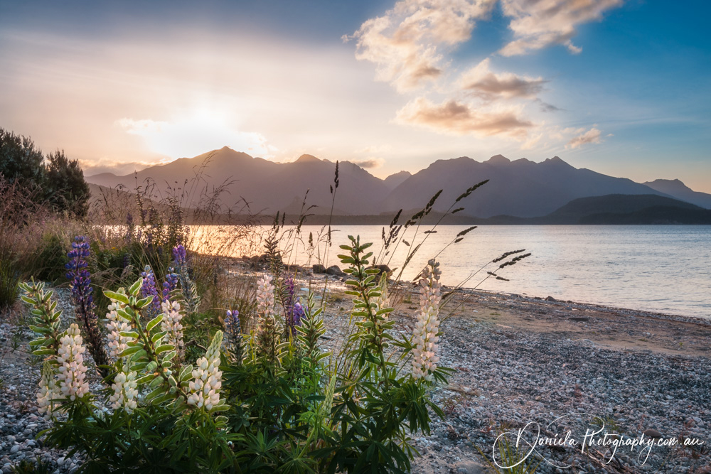 Lake Te Anau  Backlit lupine flowers on the shore